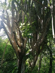Philodendron jacquinii