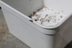 Orthops