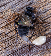 Metopininae