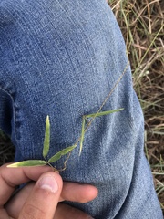 Strophostyles leiosperma