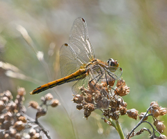 Sympetrum flaveolum