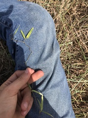 Strophostyles leiosperma