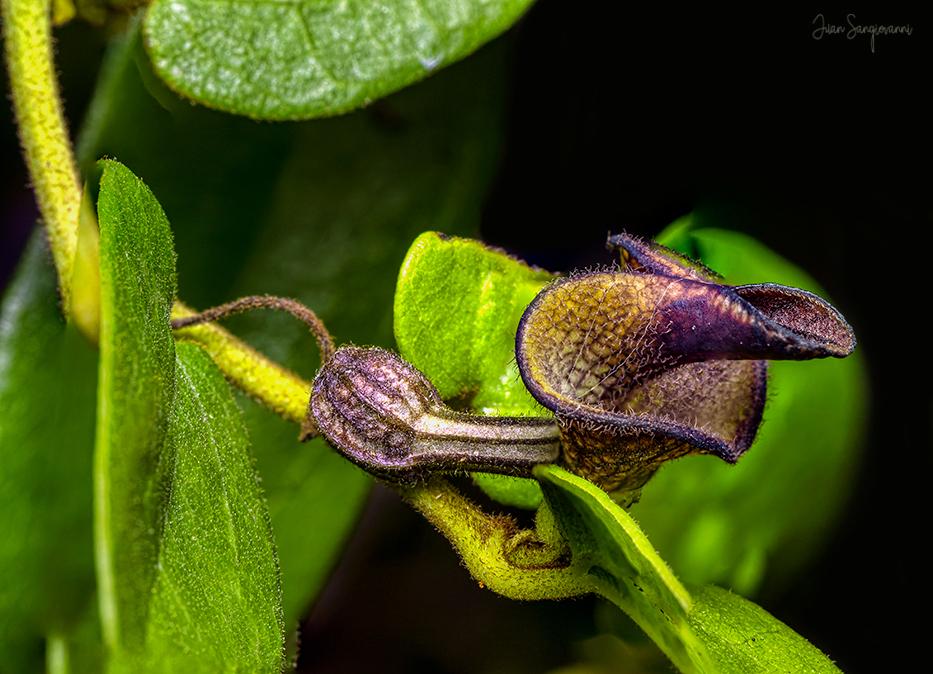 Aristolochia oblongata