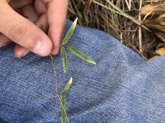 Strophostyles leiosperma