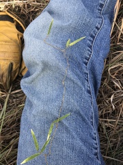 Strophostyles leiosperma