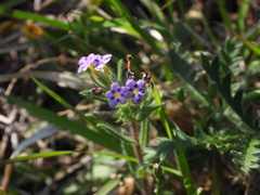 Stenosolenium saxatile