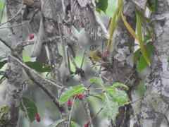 Phyllomyias cinereiceps