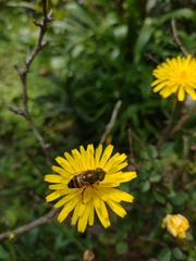 Eristalinus taeniops