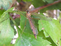 Nephrotoma cornicina