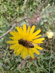 Eristalinus taeniops
