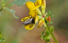 Coelioxys afer