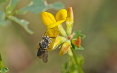 Coelioxys afer