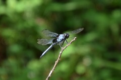 Orthetrum melania melania