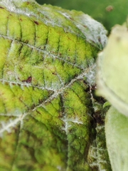 Erysiphe corylacearum