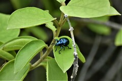 Platycorynus peregrinus