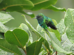 Chlorostilbon melanorhynchus