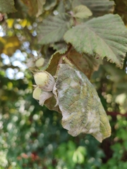 Erysiphe corylacearum