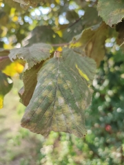 Erysiphe corylacearum