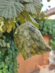 Erysiphe corylacearum