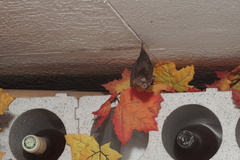 Rhinolophus hipposideros