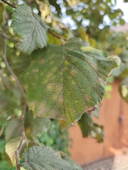 Erysiphe corylacearum