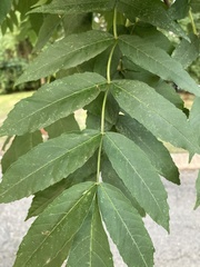 Fraxinus excelsior
