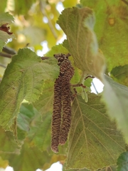 Erysiphe corylacearum