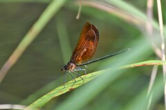 Calopteryx cornelia