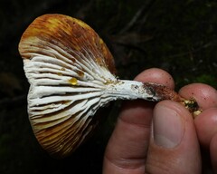 Hypomyces chlorinigenus