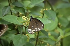 Euploea sylvester