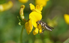 Coelioxys afer