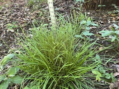 Carex tuckermanii