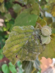 Erysiphe corylacearum
