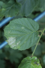 Erysiphe corylacearum