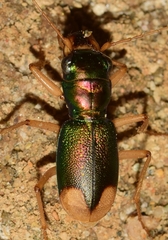 Grammognatha euphratica