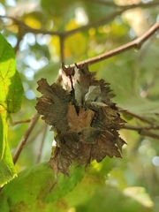 Erysiphe corylacearum