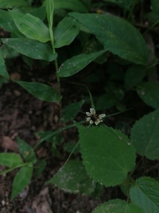Cyperus seslerioides