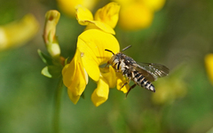 Coelioxys afer