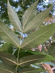 Fraxinus excelsior