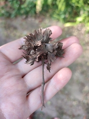 Erysiphe corylacearum