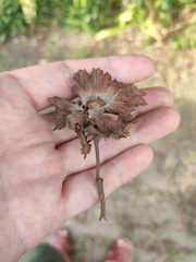 Erysiphe corylacearum