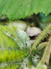 Erysiphe corylacearum