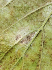 Erysiphe corylacearum