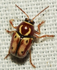 Cryptocephalus muellerianus