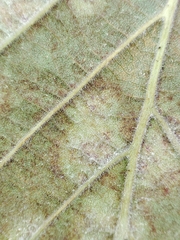 Erysiphe corylacearum