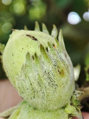 Erysiphe corylacearum