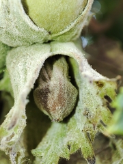 Erysiphe corylacearum