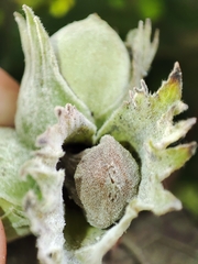 Erysiphe corylacearum