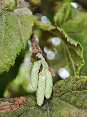 Erysiphe corylacearum
