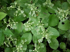 Neottia convallarioides